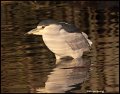 _0SB1853 black-crowned night-heron